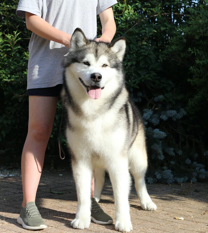 HOME [www.snowshoesmalamutes.co.uk]